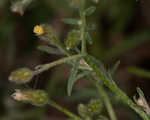 Dwarf horseweed